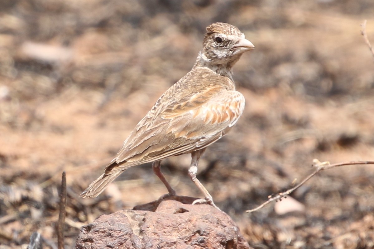 Chestnut-backed Sparrow-Lark - Danny Rumble