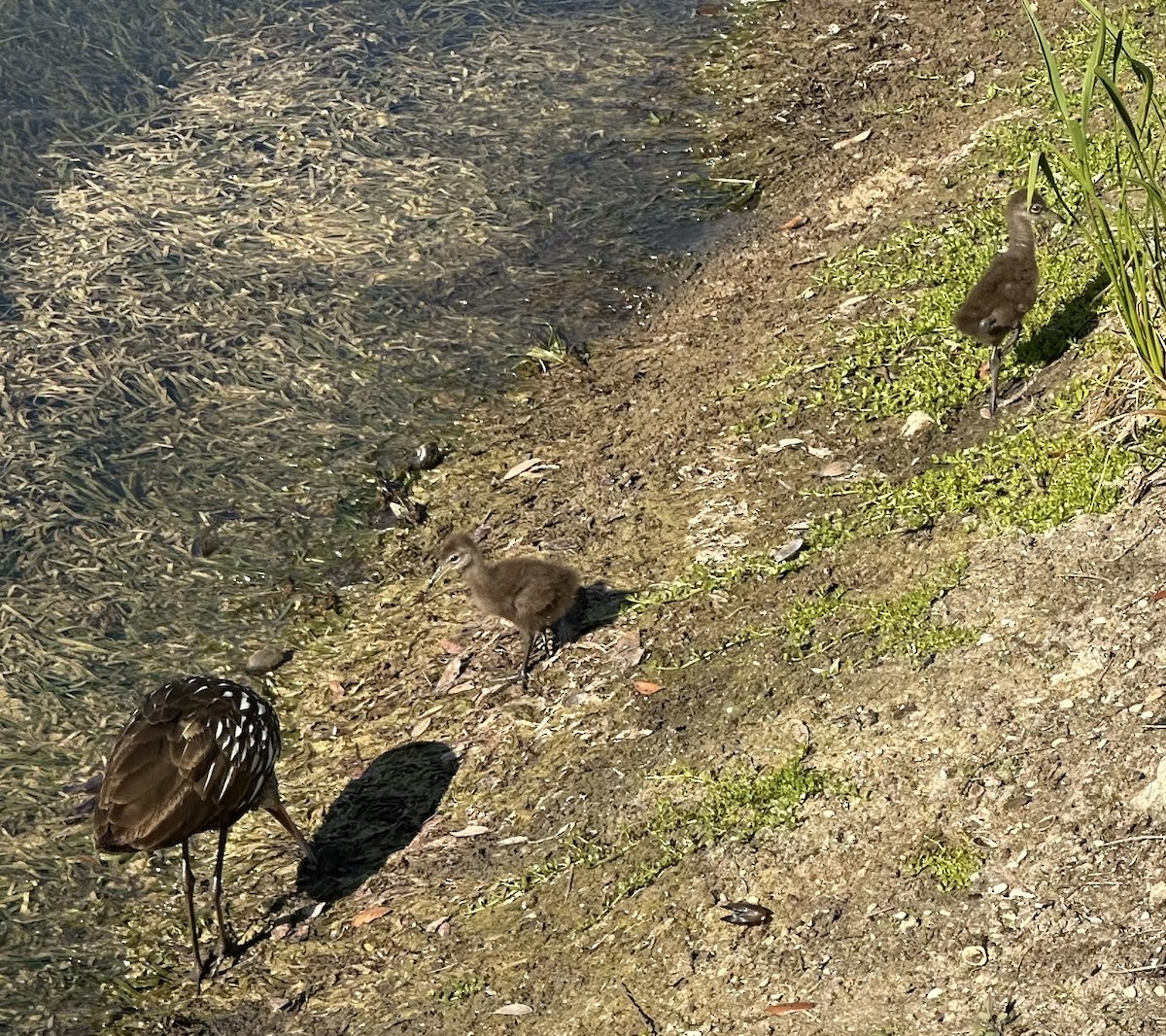 Limpkin - ML632747866