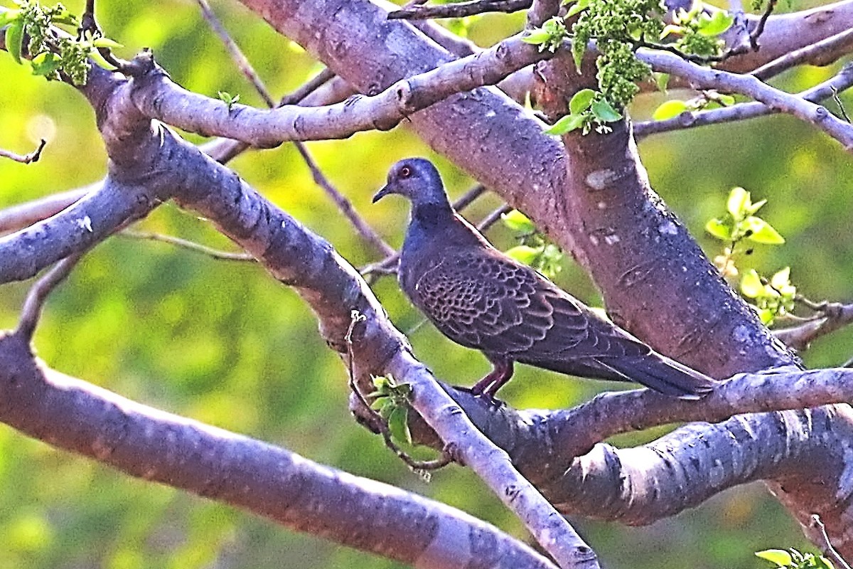 Adamawa Turtle-Dove - ML632748156