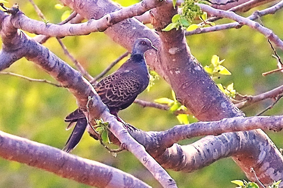 Adamawa Turtle-Dove - ML632748157