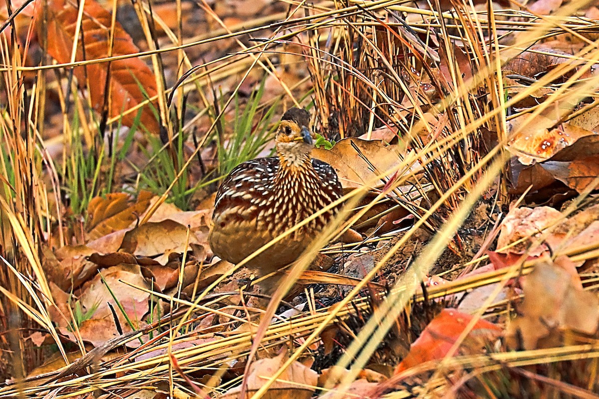 White-throated Francolin (White-throated) - ML632748221