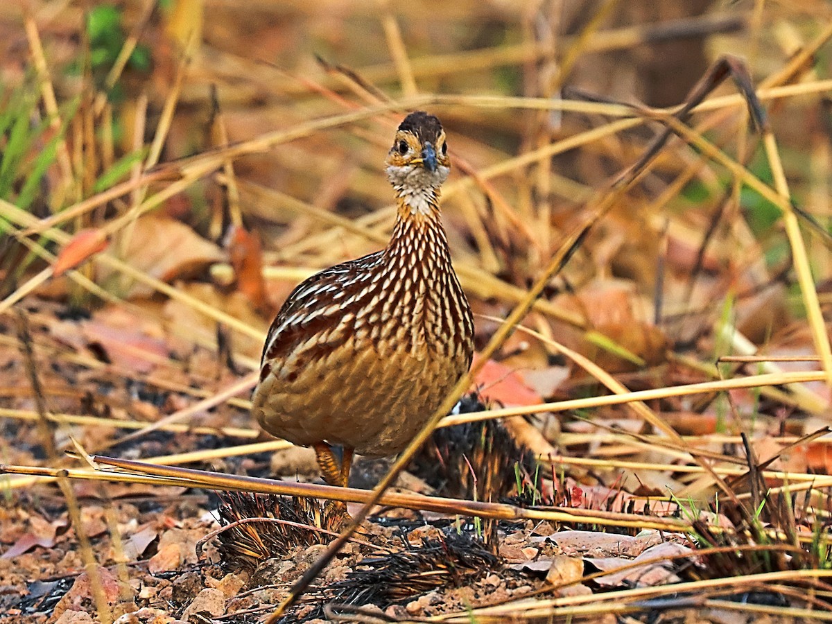 White-throated Francolin (White-throated) - ML632748222