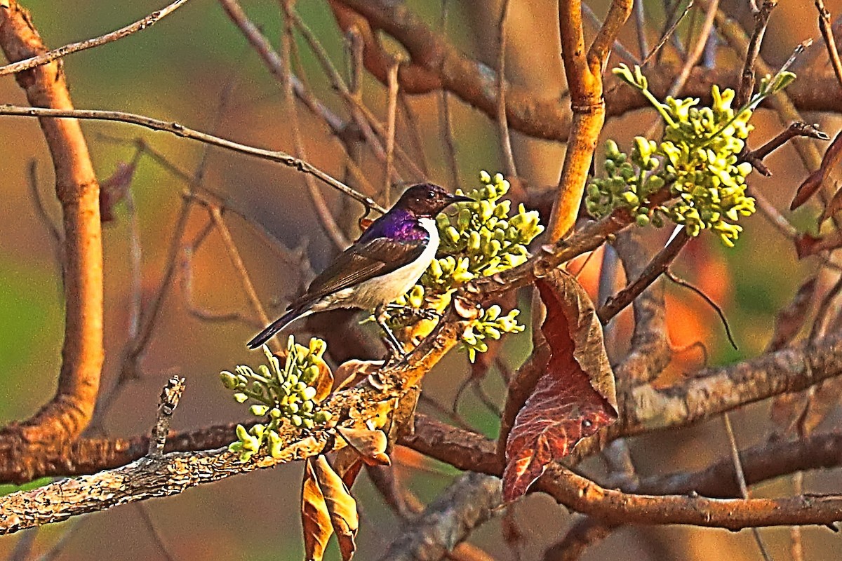Suimanga Violeta (longuemarei/haussarum) - ML632748252