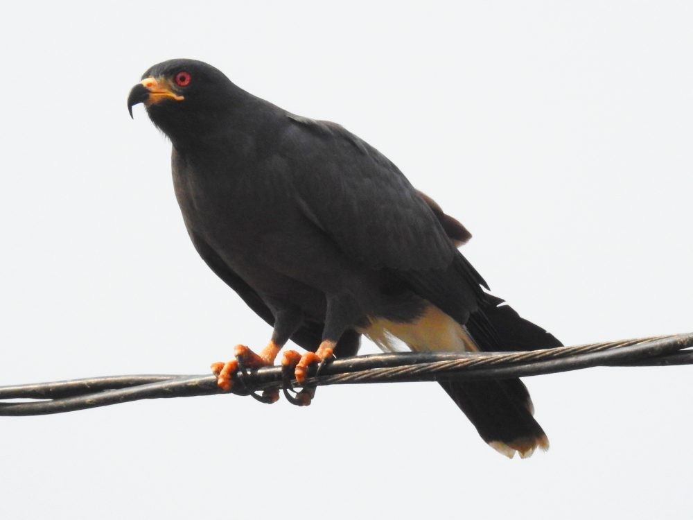 Snail Kite - ML632748264