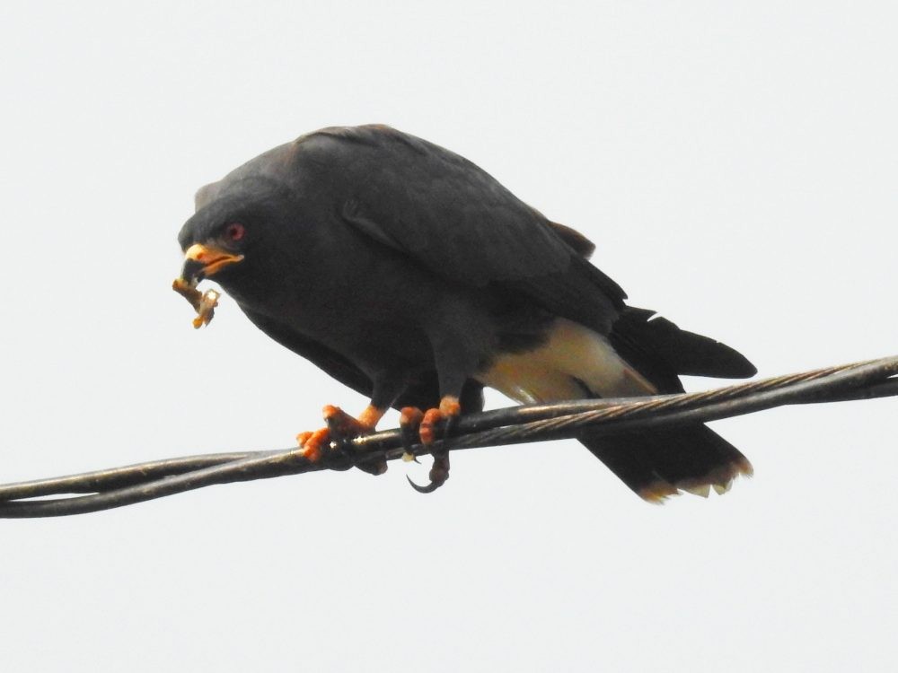 Snail Kite - ML632748265