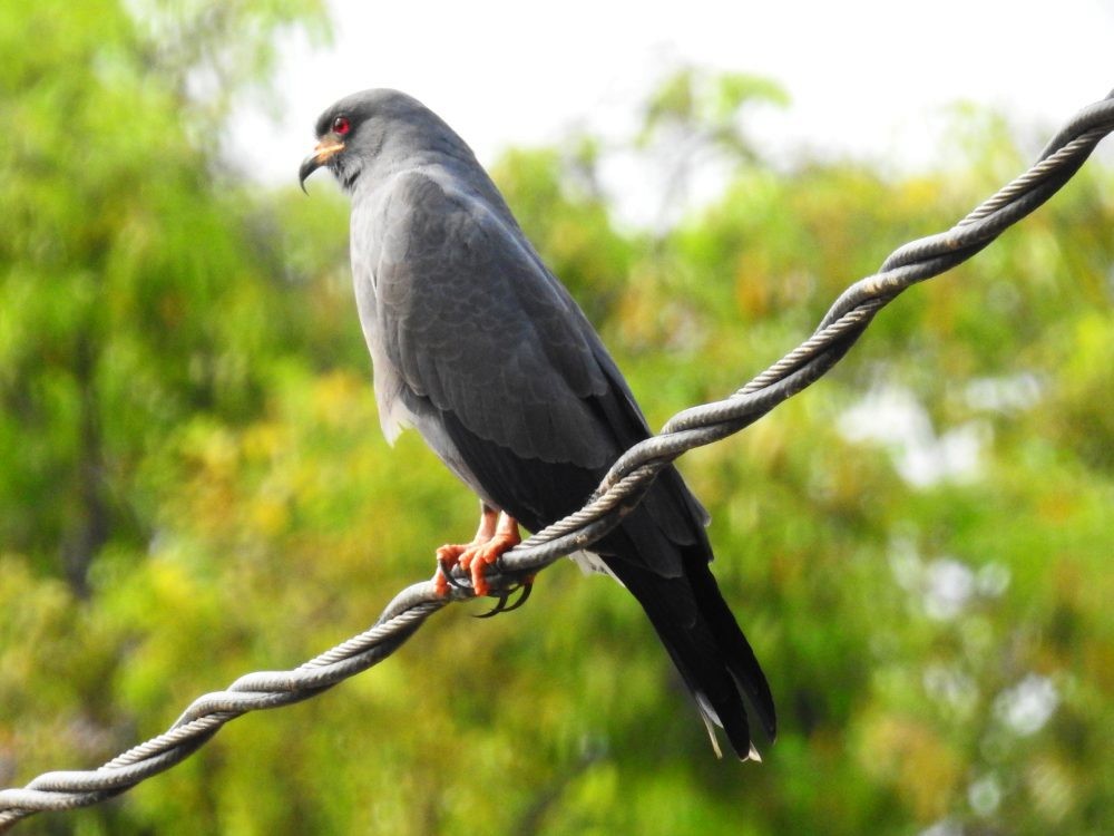 Snail Kite - ML632748271