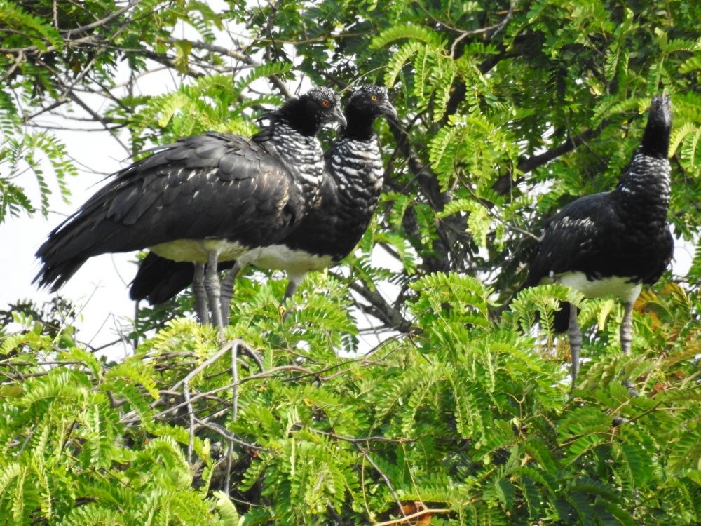 Horned Screamer - ML632748464