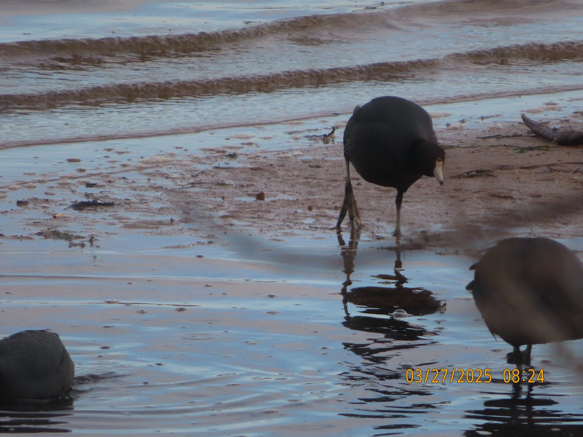 American Coot - ML632748725