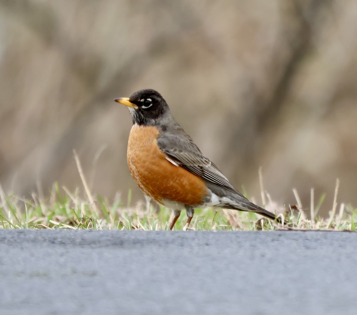 American Robin - ML632748733