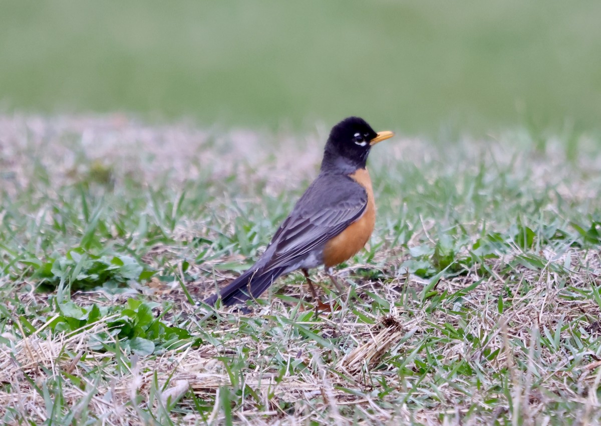American Robin - ML632748734