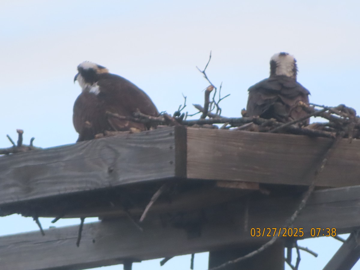 Osprey - ML632748749