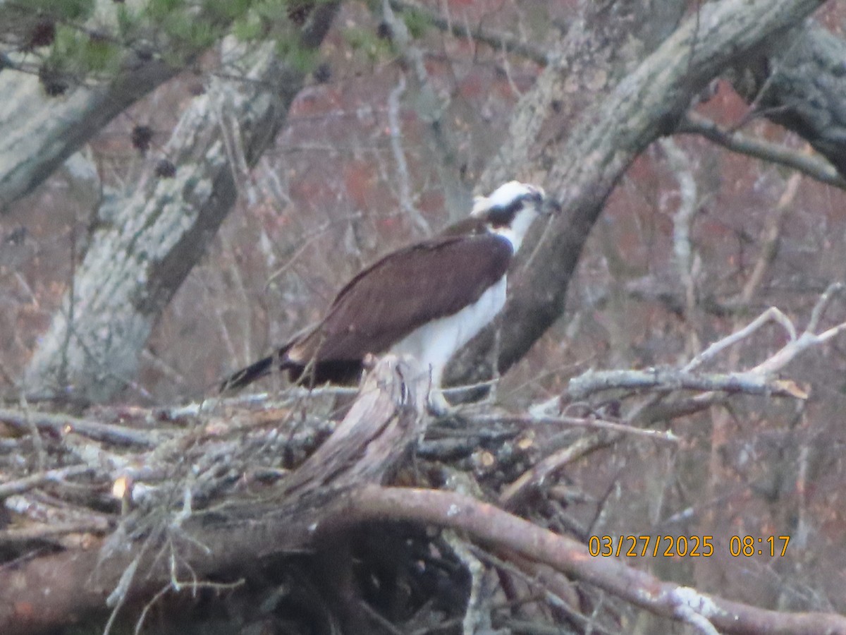 Osprey - ML632748773