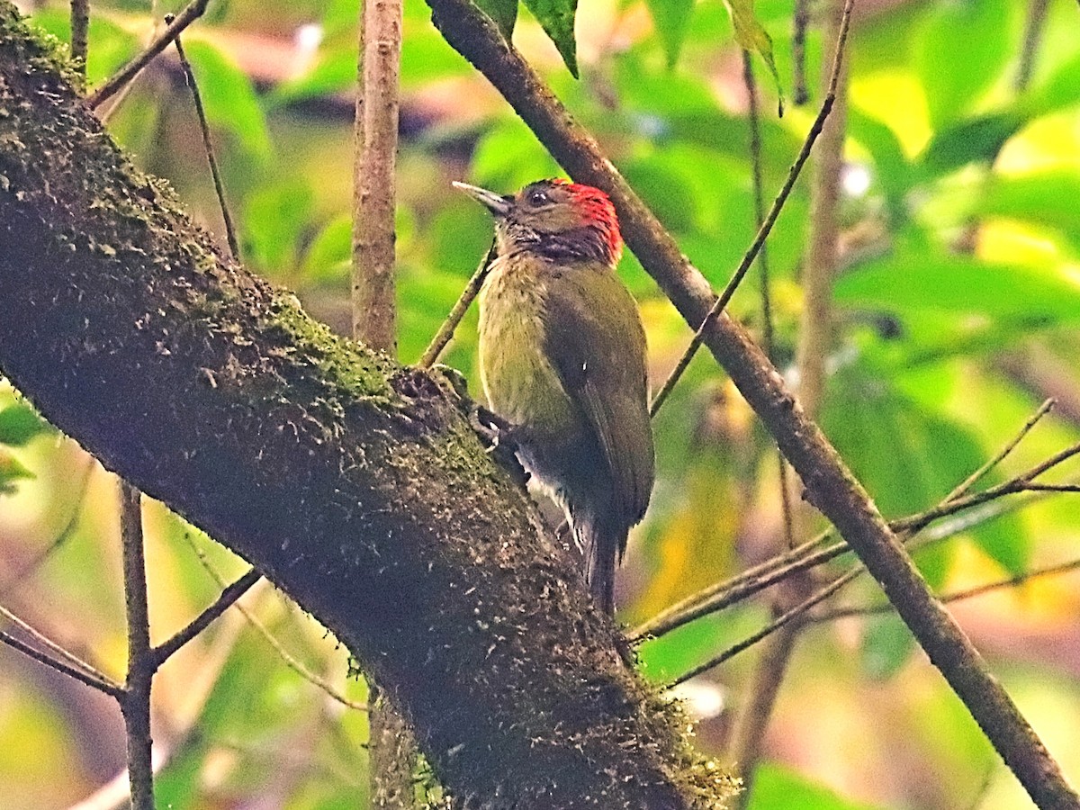 Elliot's Woodpecker (Johnston's) - ML632748869