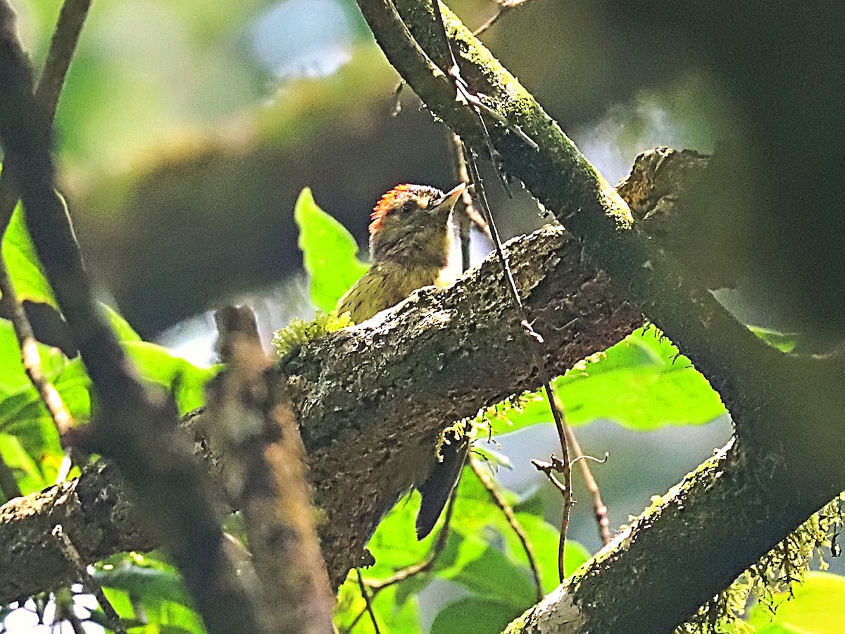 Elliot's Woodpecker (Johnston's) - ML632748870