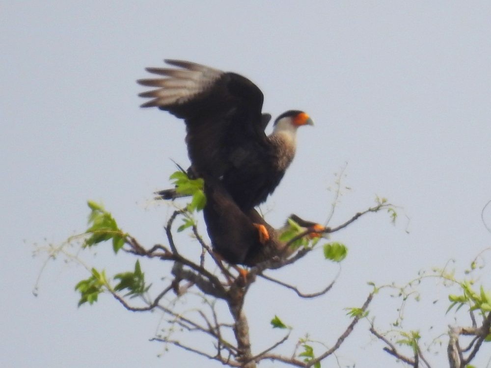 Crested Caracara - ML632748924