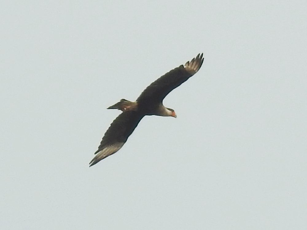 Crested Caracara - ML632748927