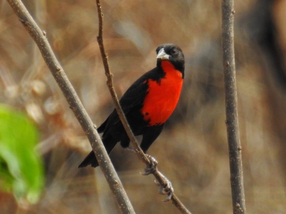 Red-breasted Meadowlark - ML632748933
