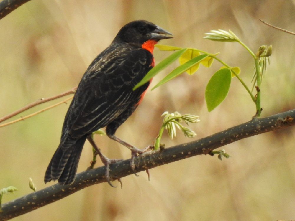Red-breasted Meadowlark - ML632748935