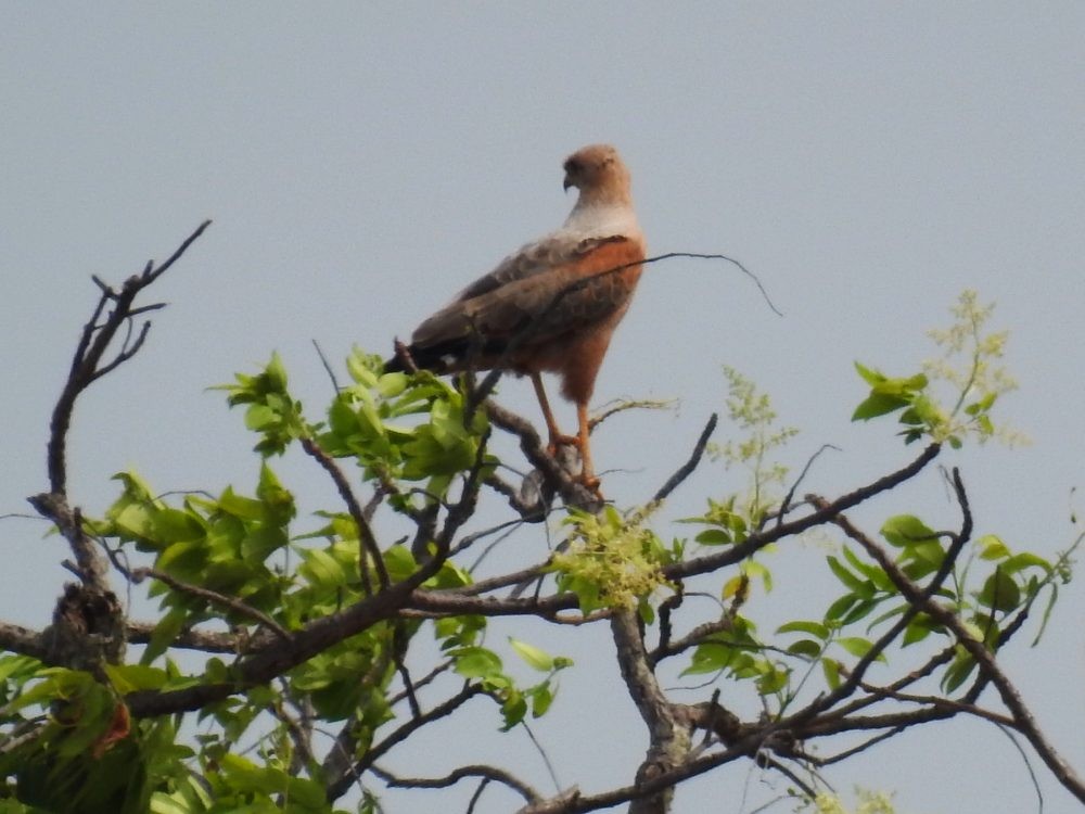 Savanna Hawk - ML632748942