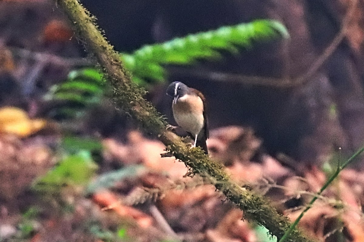 Brown-chested Alethe (Chestnut-backed) - ML632748978