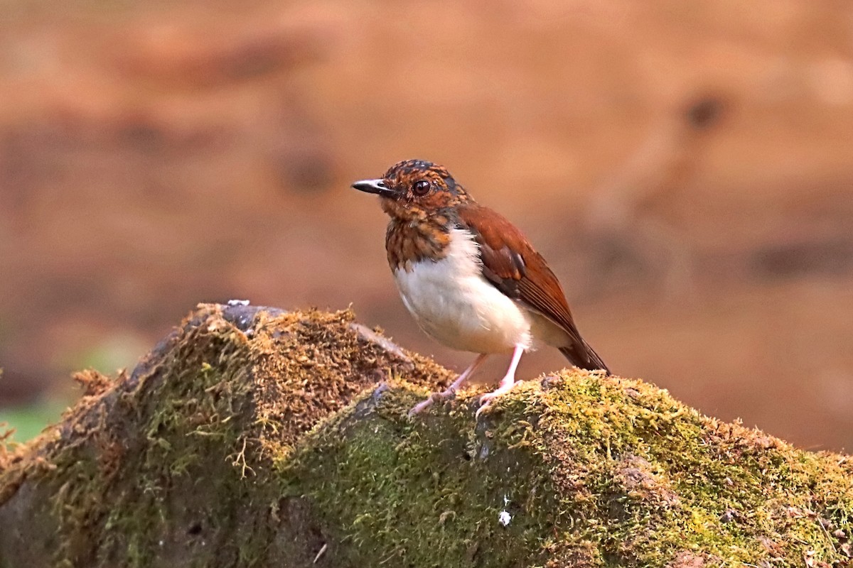 Brown-chested Alethe (Chestnut-backed) - ML632748979
