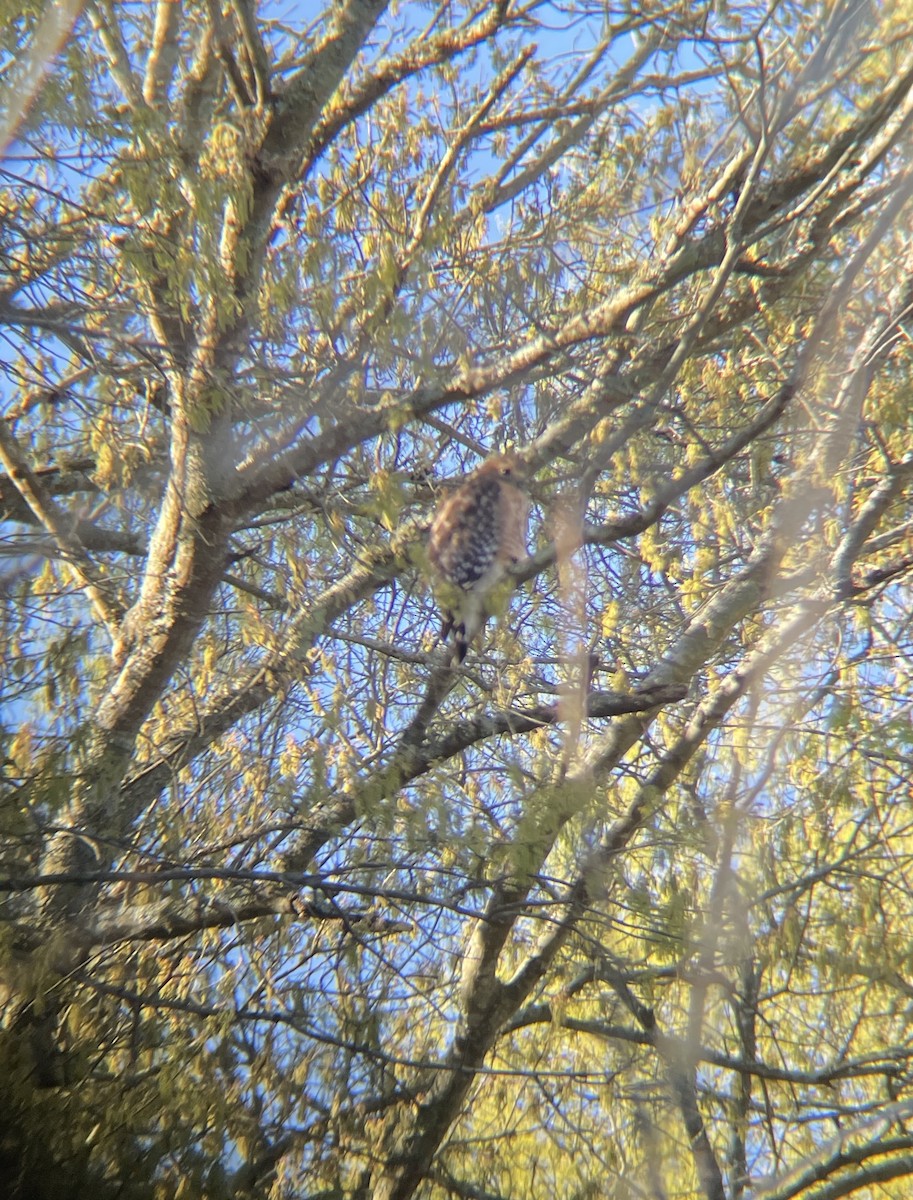 Red-shouldered Hawk - ML632749112