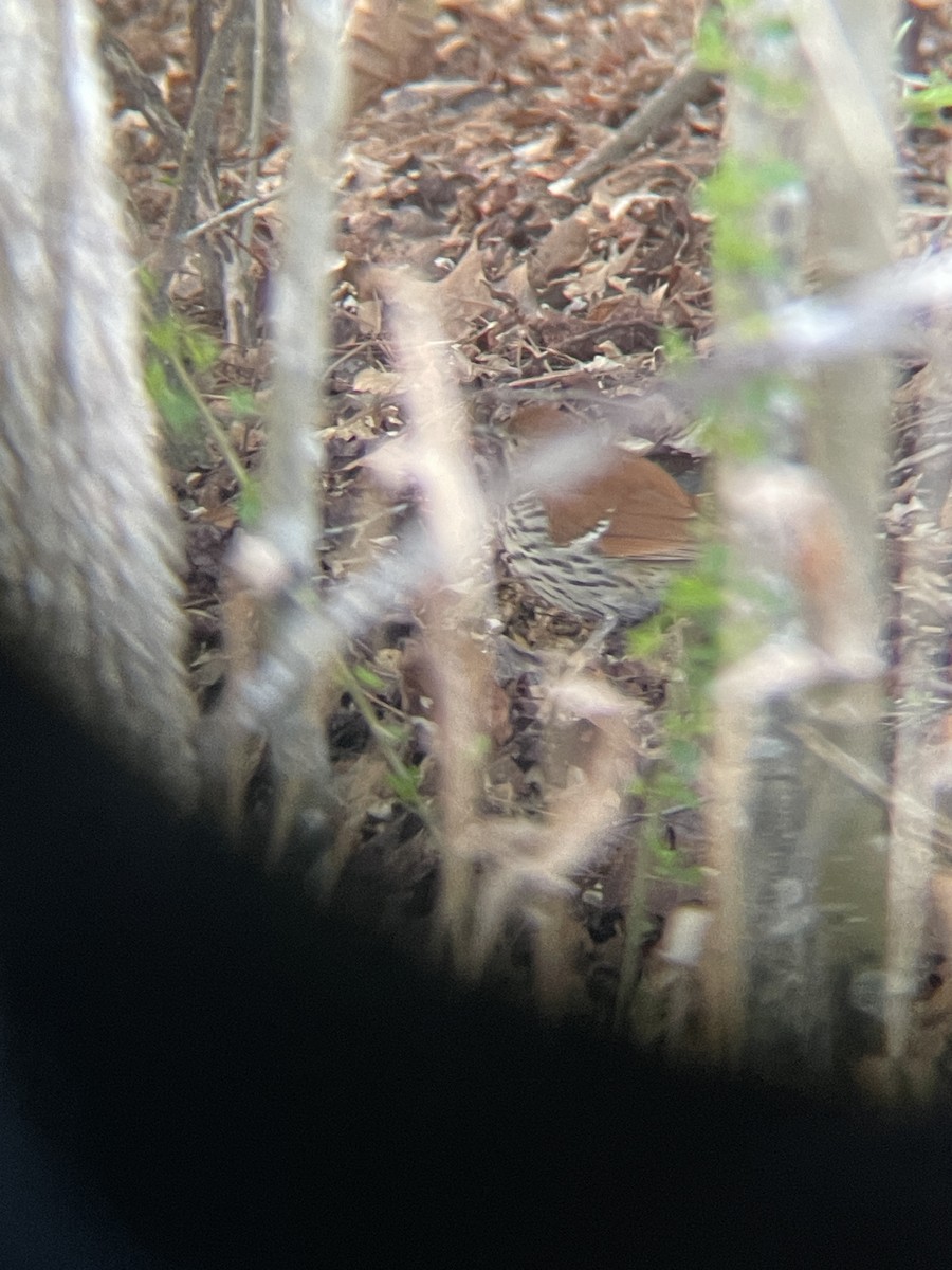 Brown Thrasher - ML632749132
