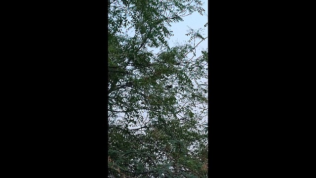 Red Collared-Dove - ML632749201