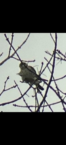 Воробьиная пустельга - ML632749227