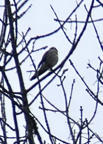 Воробьиная пустельга - ML632749228