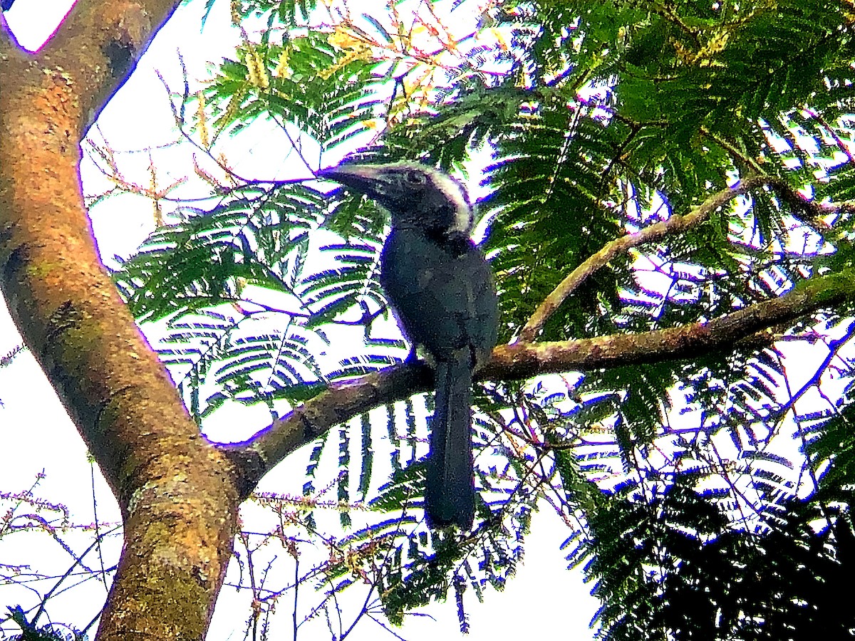 Western Dwarf Hornbill - ML632749243