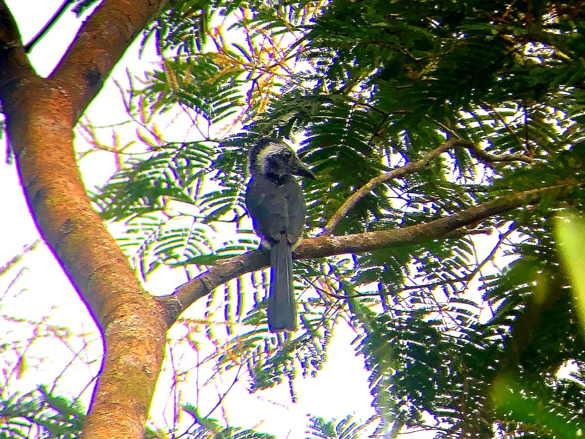 Western Dwarf Hornbill - ML632749244