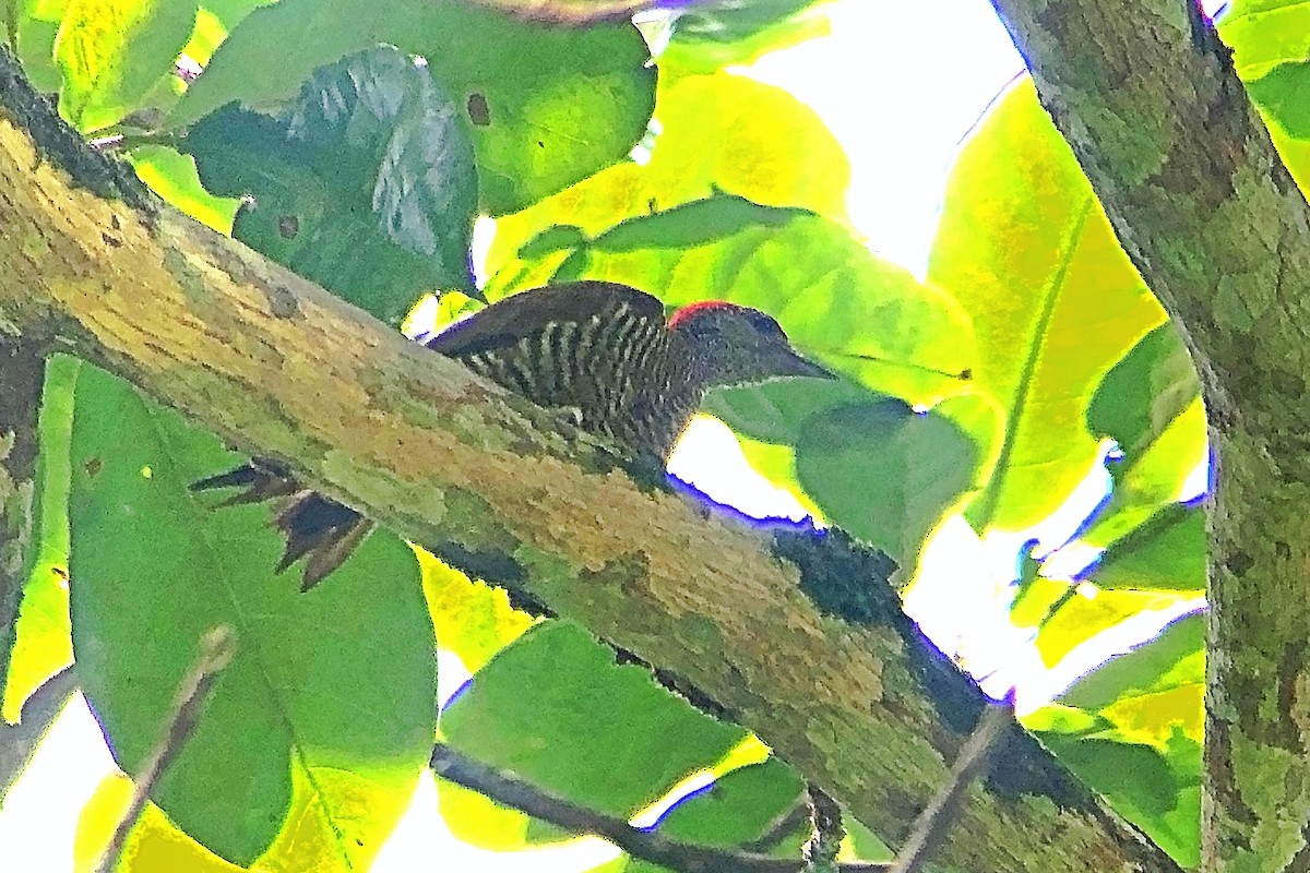Green-backed Woodpecker - ML632749311