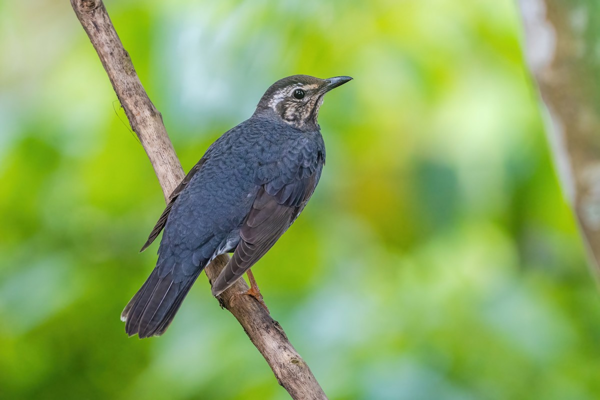 Siberian Thrush - ML632749344