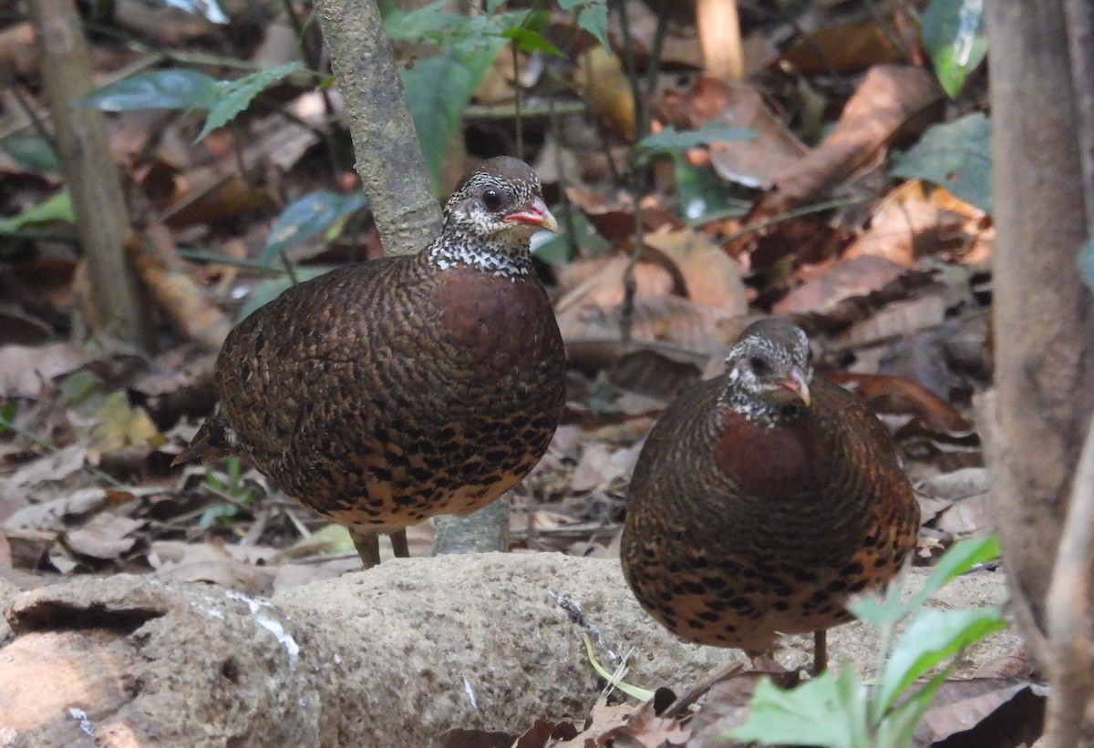 Scaly-breasted Partridge (Tonkin) - ML632749347