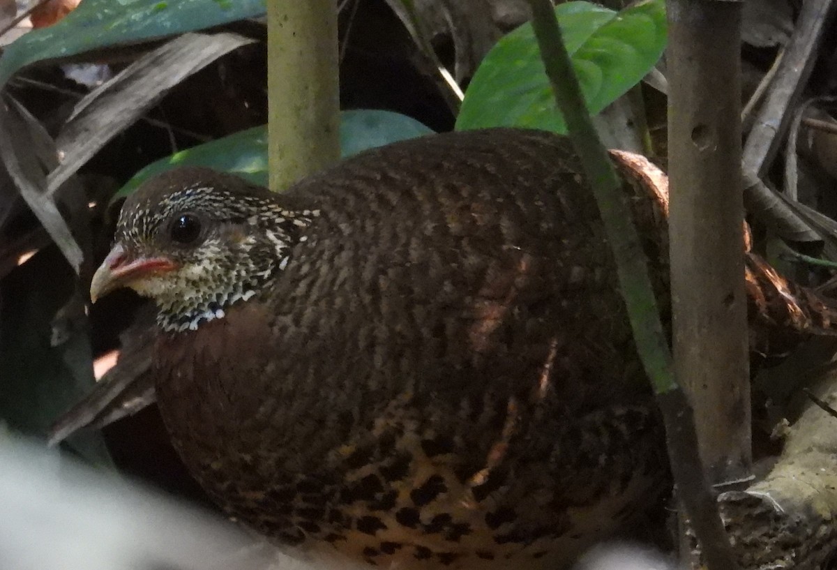 Scaly-breasted Partridge (Tonkin) - ML632749354