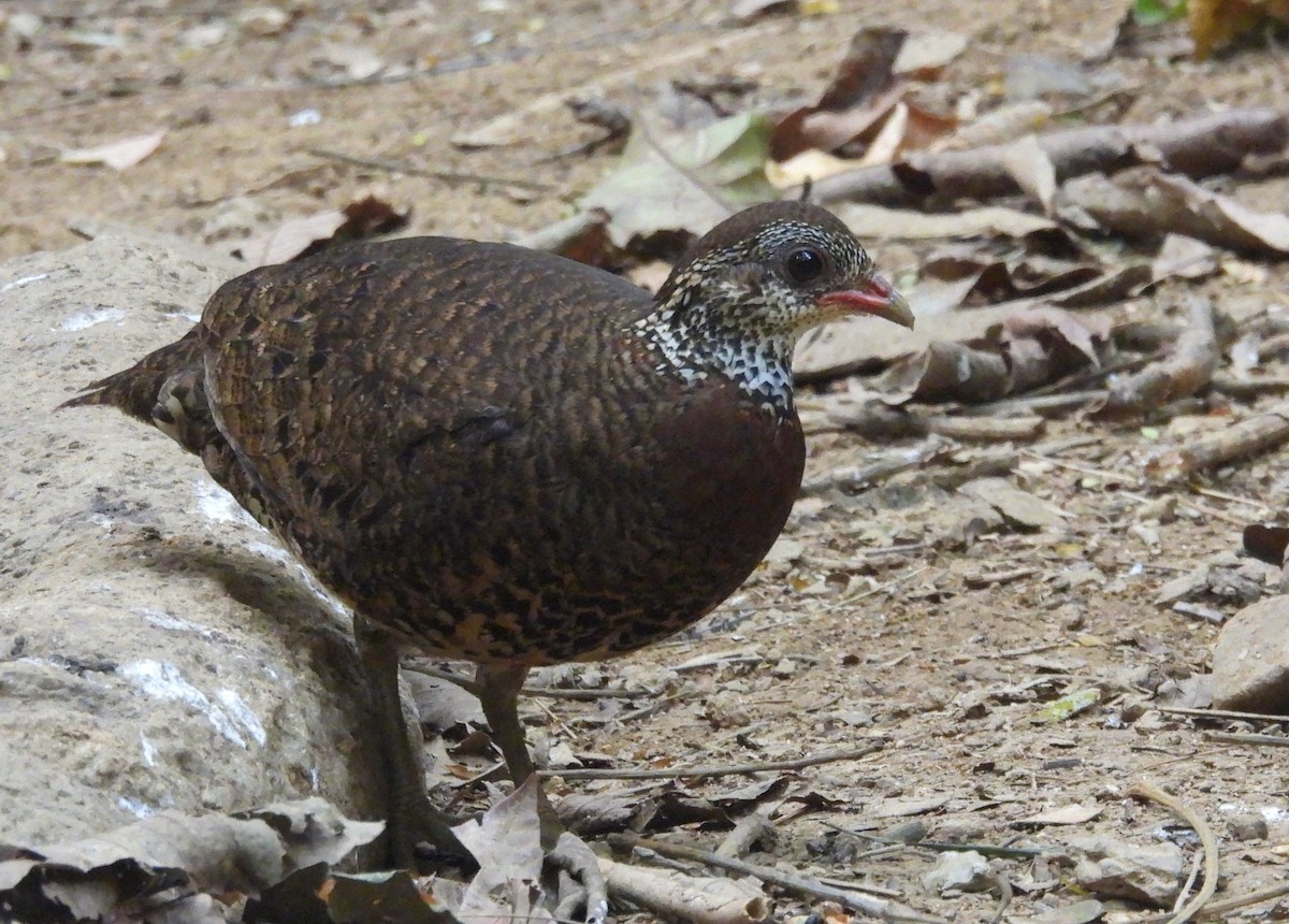 Scaly-breasted Partridge (Tonkin) - ML632749369