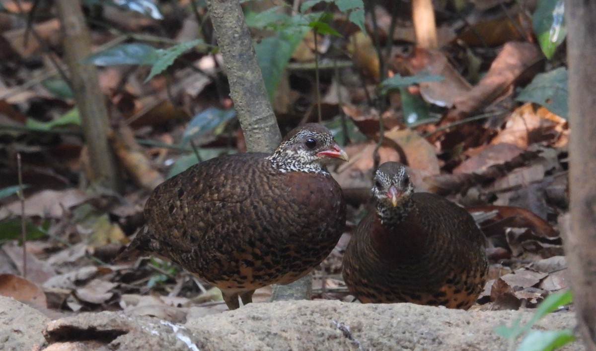 Scaly-breasted Partridge (Tonkin) - ML632749371