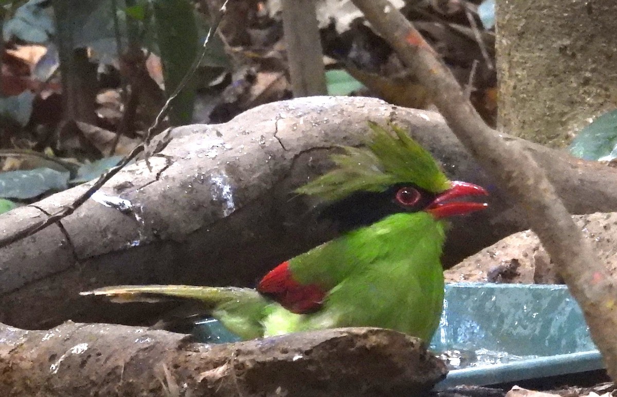 Indochinese Green-Magpie - ML632749379