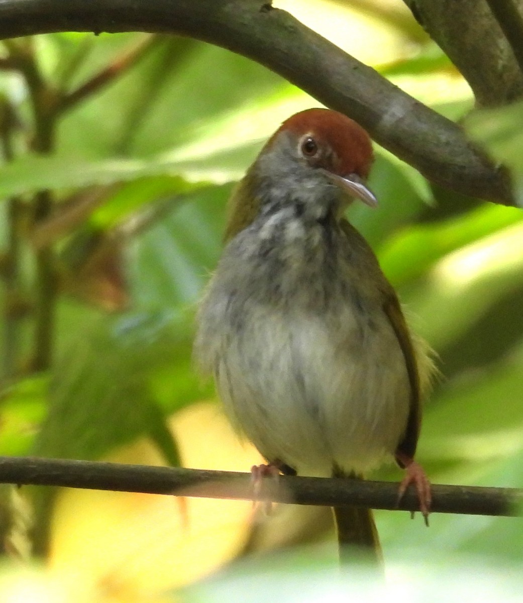 Dark-necked Tailorbird - ML632749394