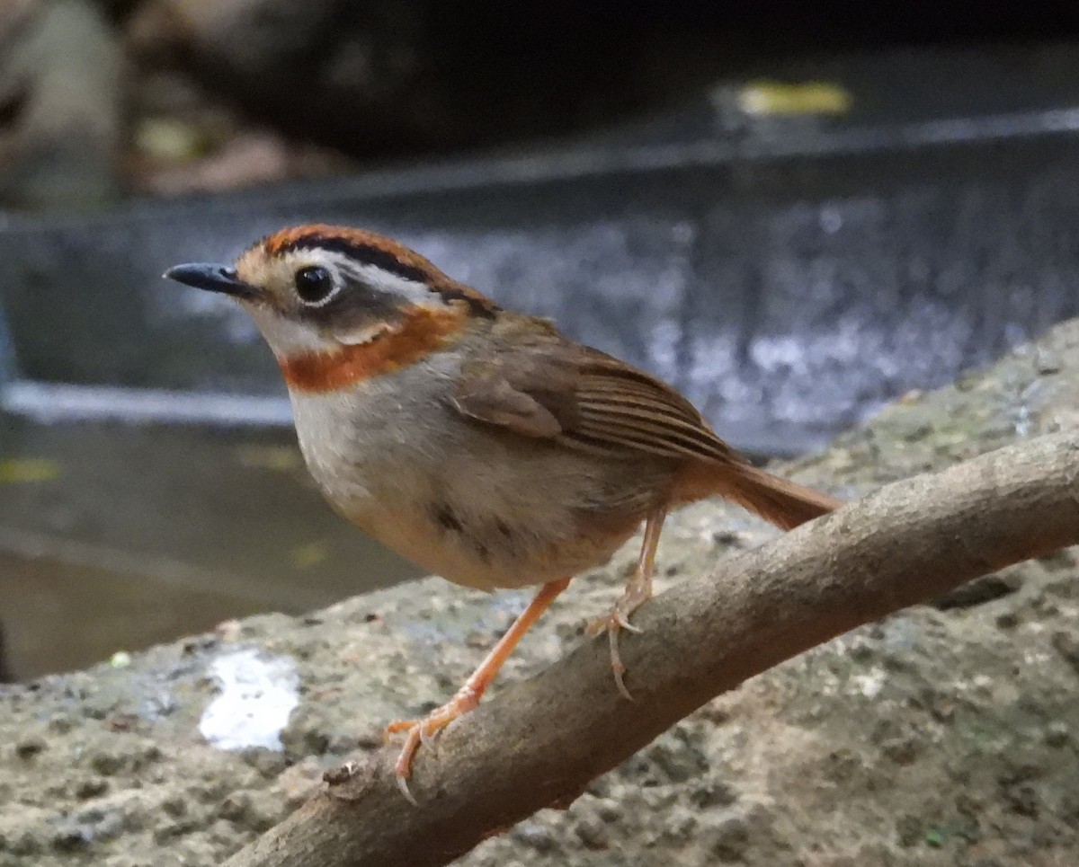 Rufous-throated Fulvetta - ML632749419