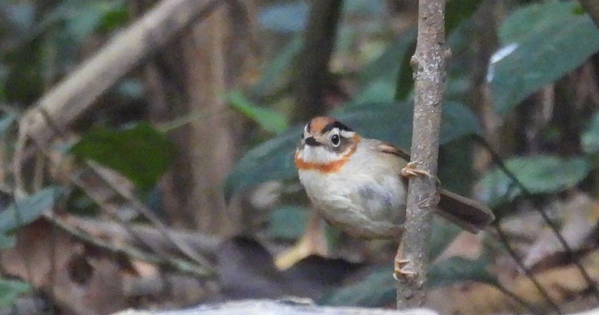 Rufous-throated Fulvetta - ML632749425