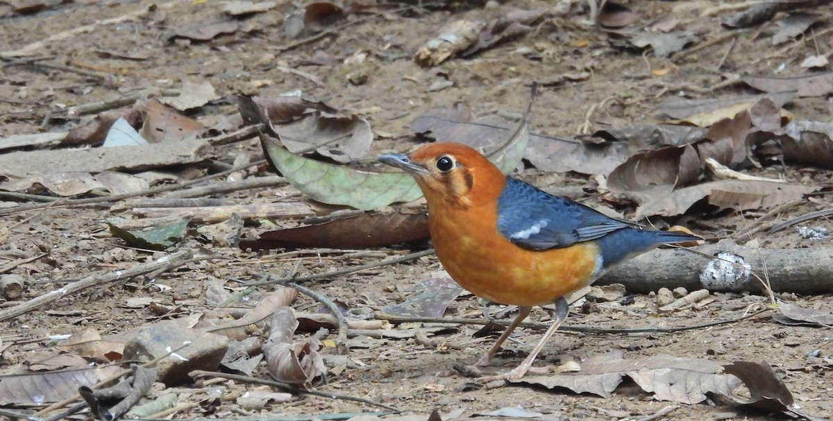 Orange-headed Thrush - ML632749430