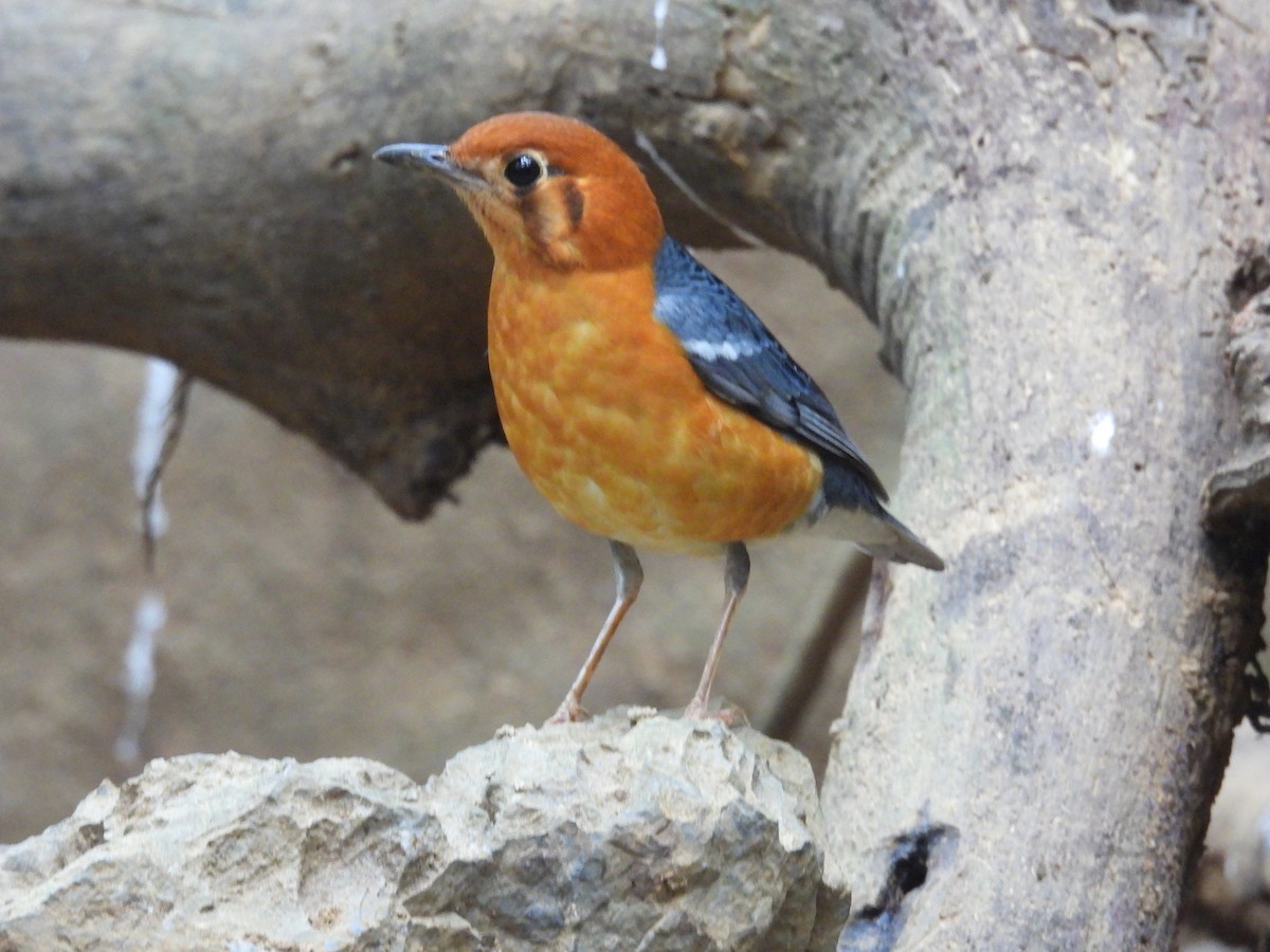 Orange-headed Thrush - ML632749436