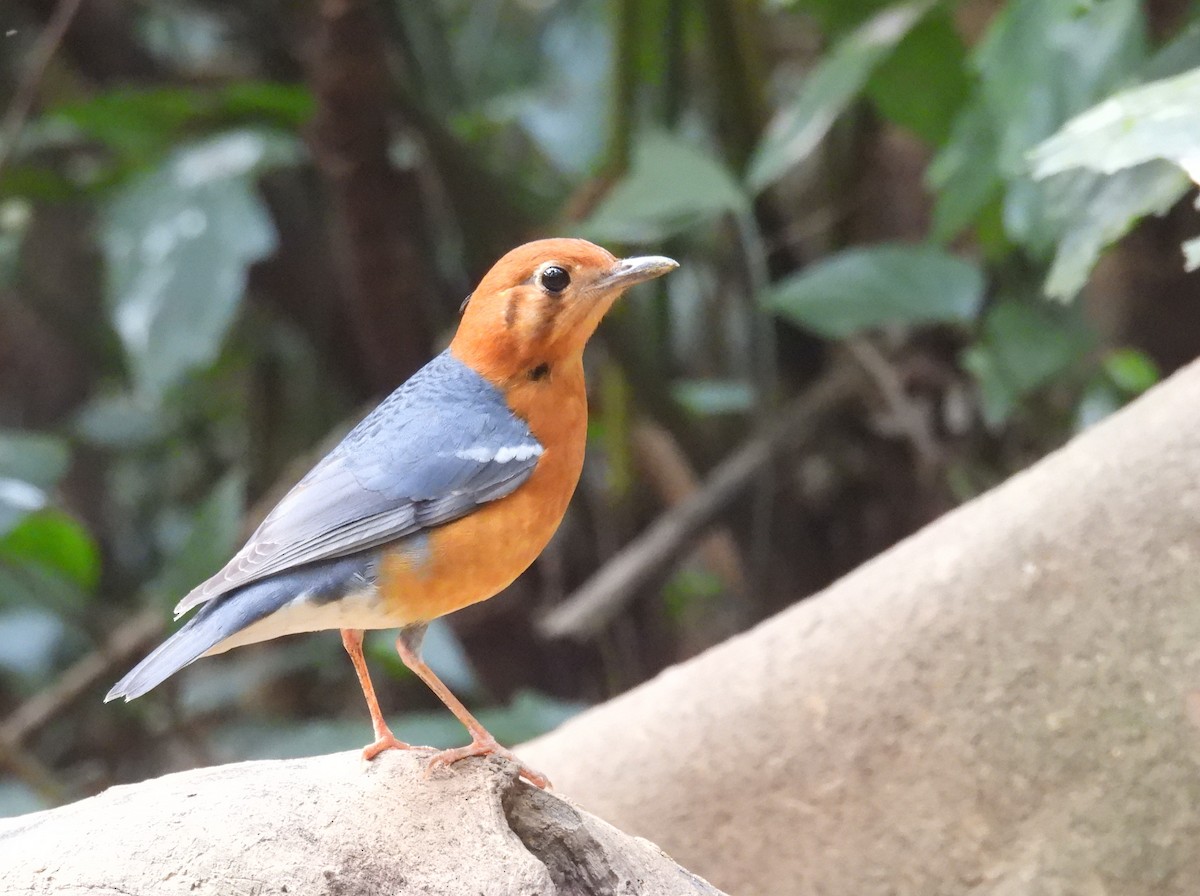 Orange-headed Thrush - ML632749438
