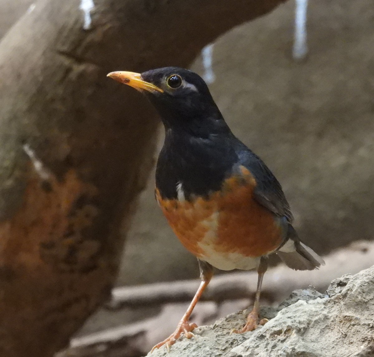 Black-breasted Thrush - ML632749454
