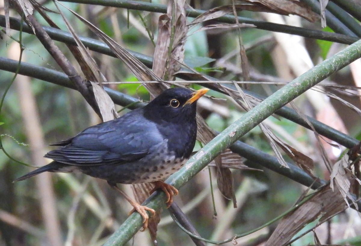 Japanese Thrush - ML632749472