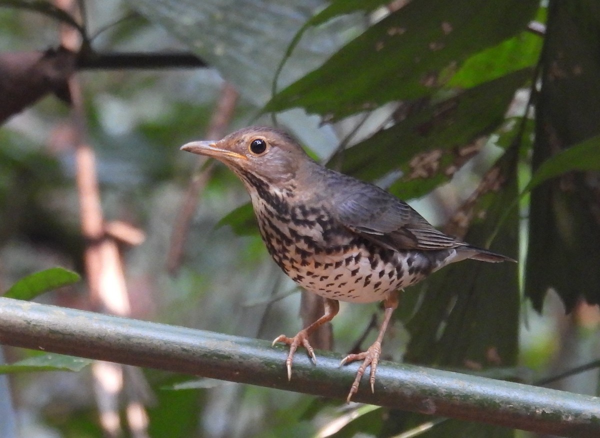 Japanese Thrush - ML632749480