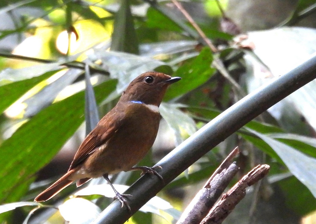 Fujian Niltava - ML632749485