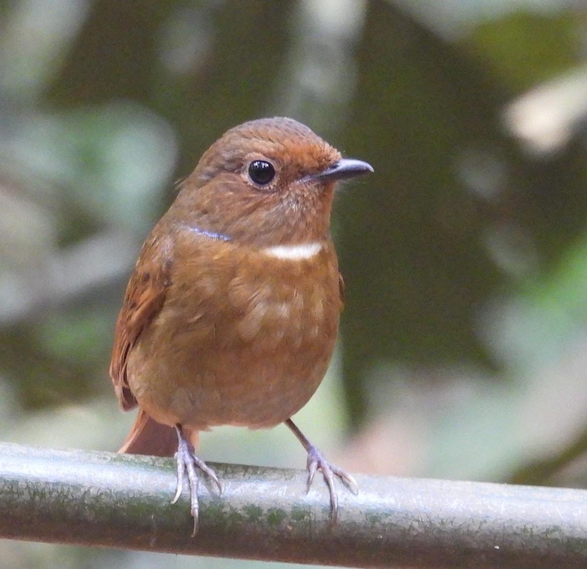 Fujian Niltava - ML632749490